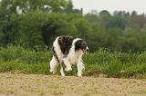 BARZOI 144